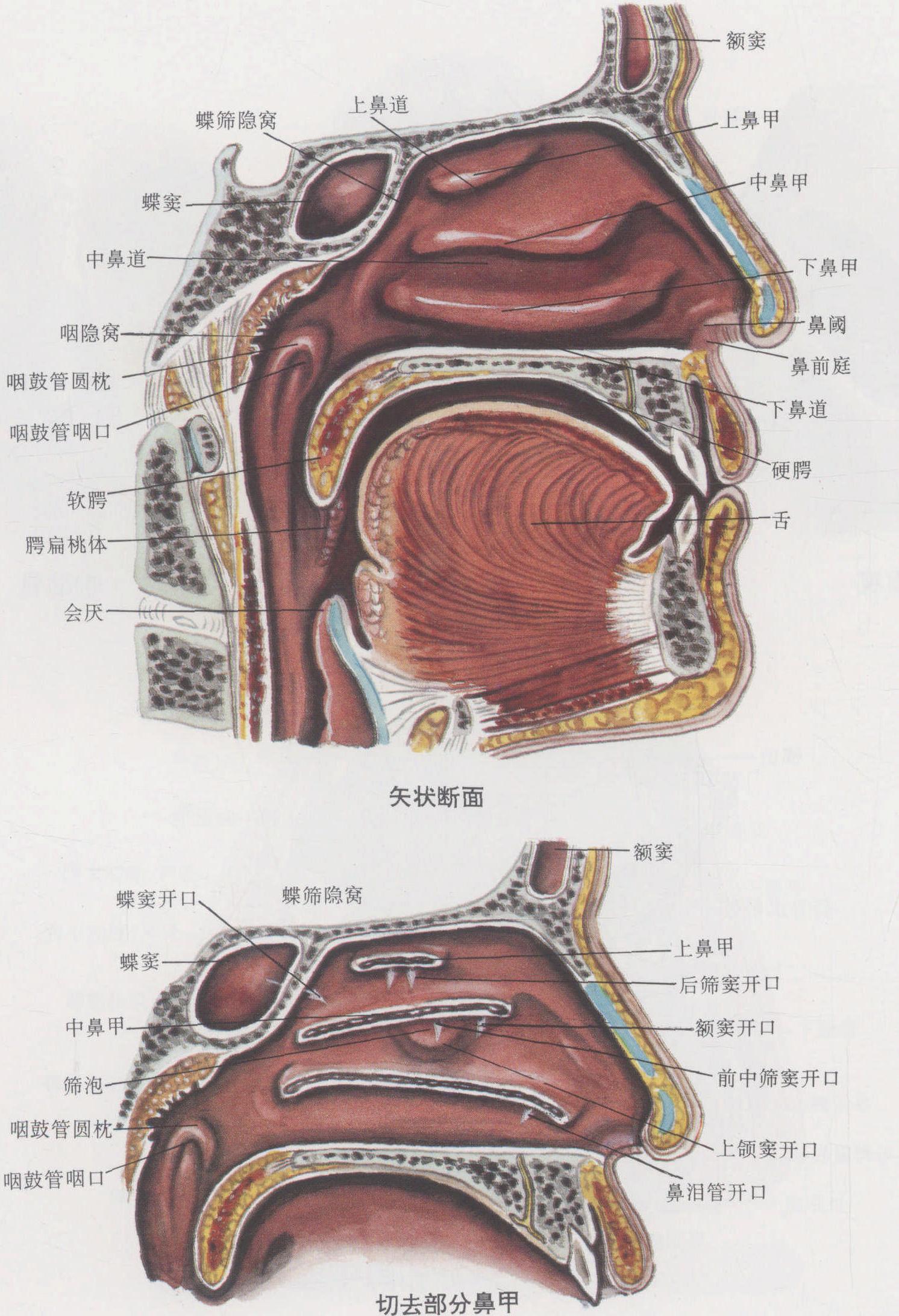 图1-77 鼻腔、口腔及咽